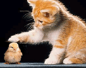 20081011081201.gif