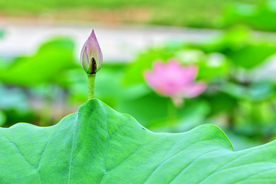 DSC_2671 挺立.jpg