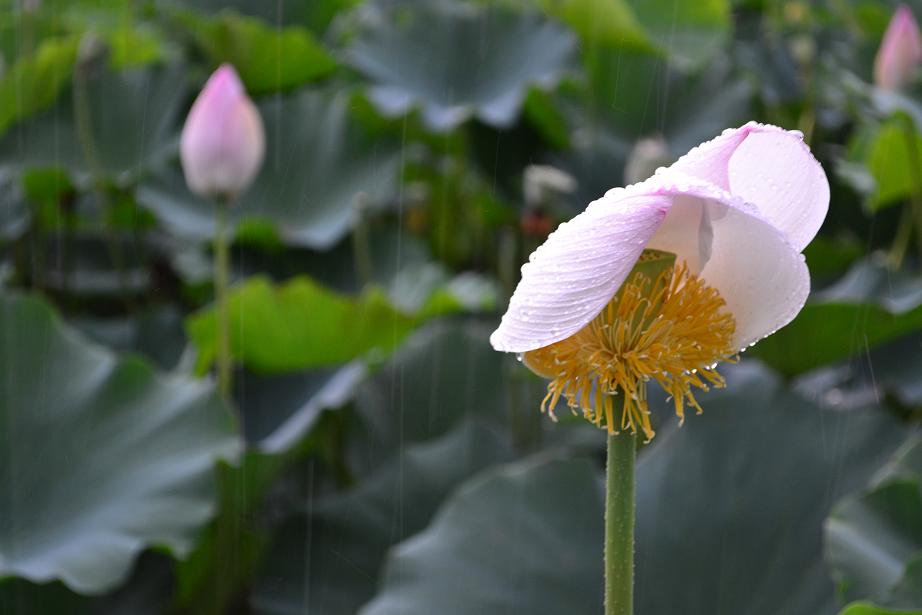 复件 DSC_0183.JPG