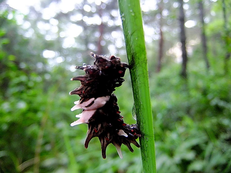 DSCF4025.jpg