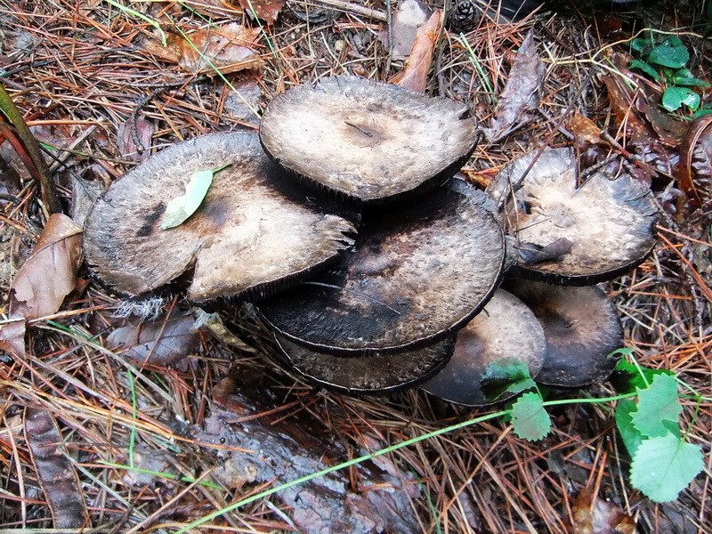 DSCF4032.jpg