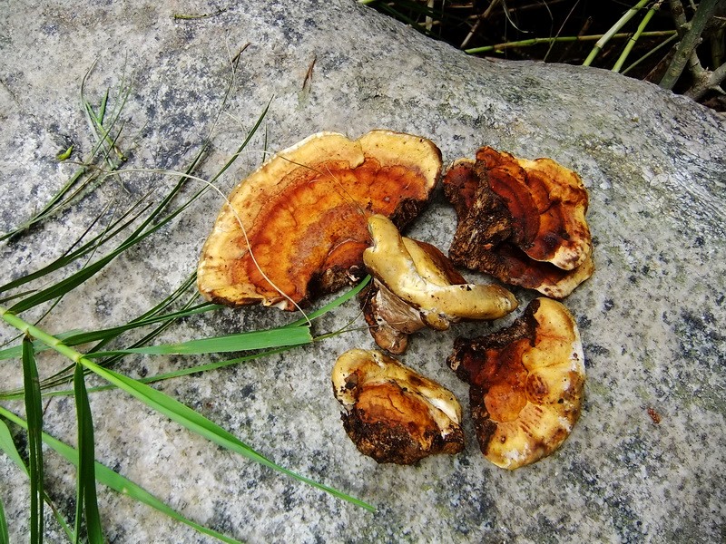 DSCF4220.jpg
