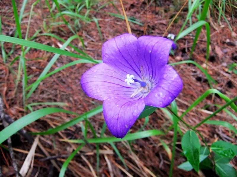 DSCF4040.jpg