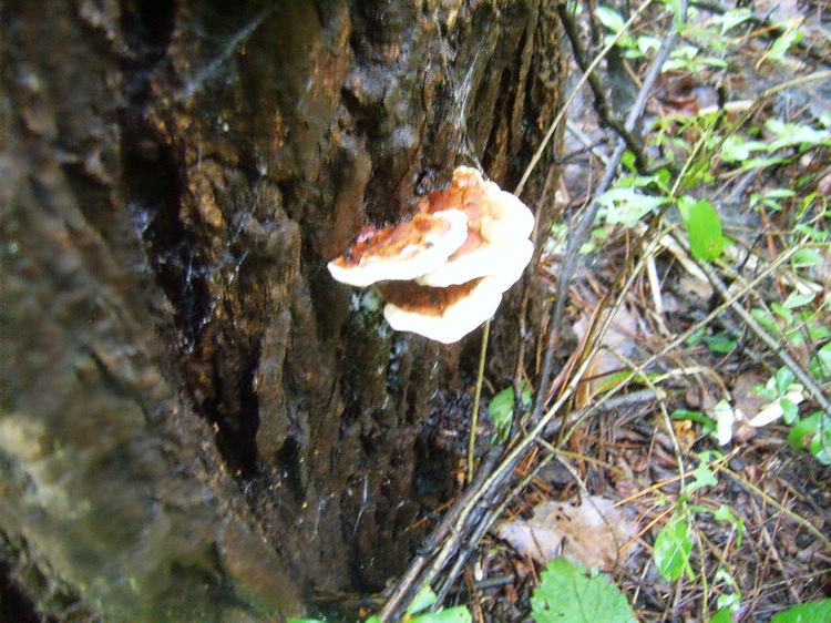 nEO_IMG_SUC54235.jpg