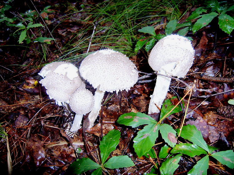 nEO_IMG_SUC54244.jpg