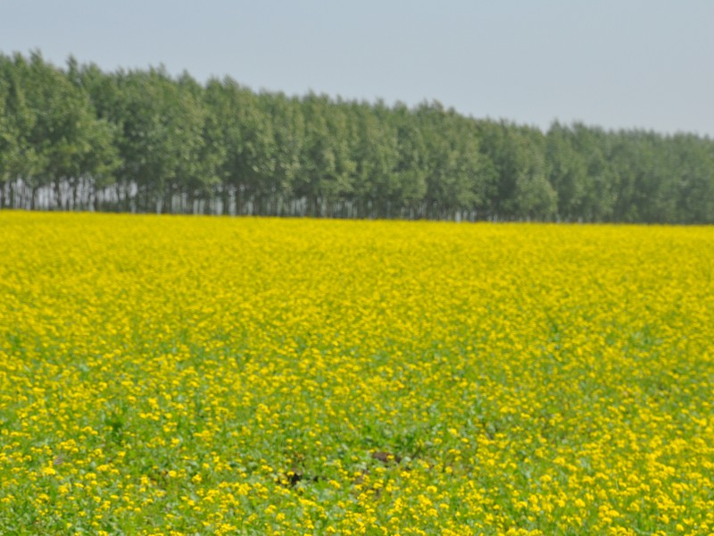 PhotoCap_183.jpg