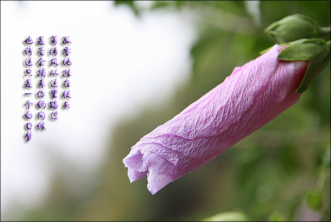 花.jpg