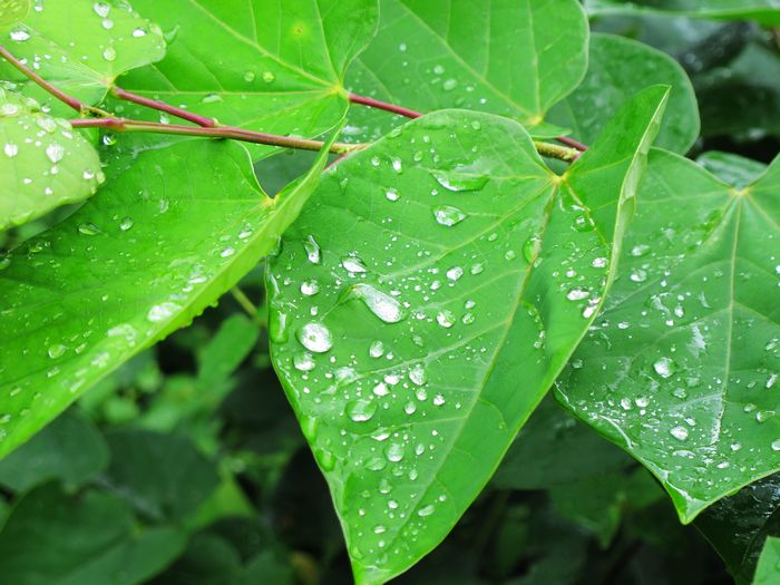 雨后的树叶也焕发出勃勃生机