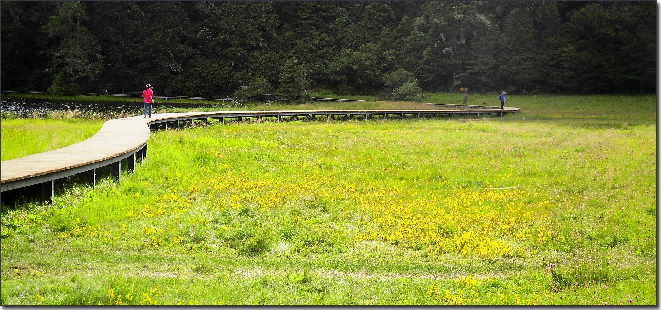 普达措森林公园 (34).jpg
