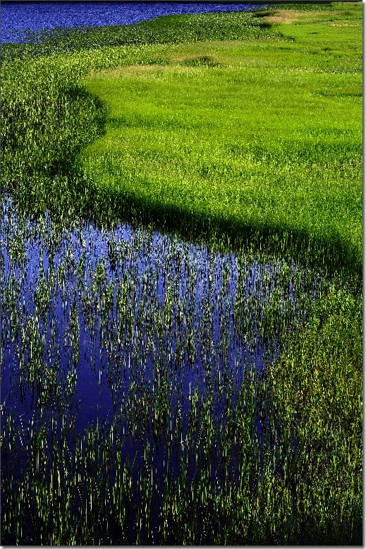 普达措森林公园 (151).jpg