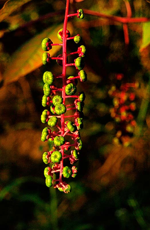 _A036220.JPG