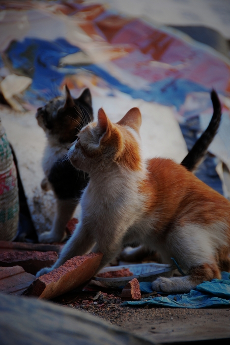 DSC_7597.jpg