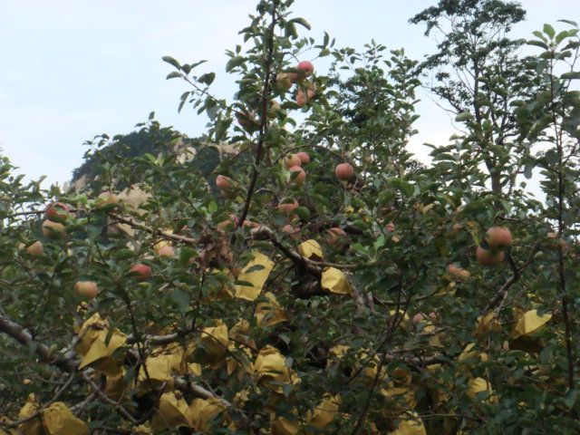 DSC05516.JPG