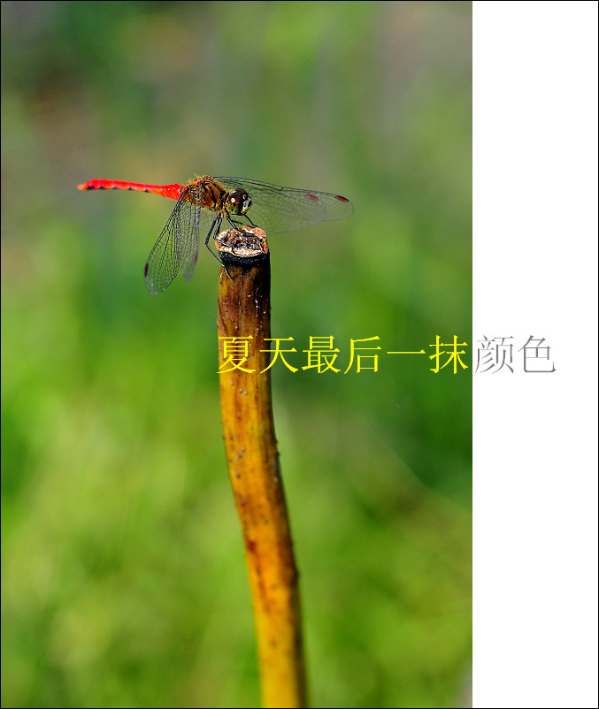 夏天最后一抹颜色.jpg
