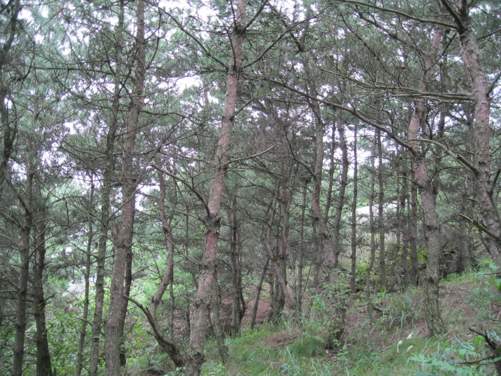 conew_img_5677.jpg