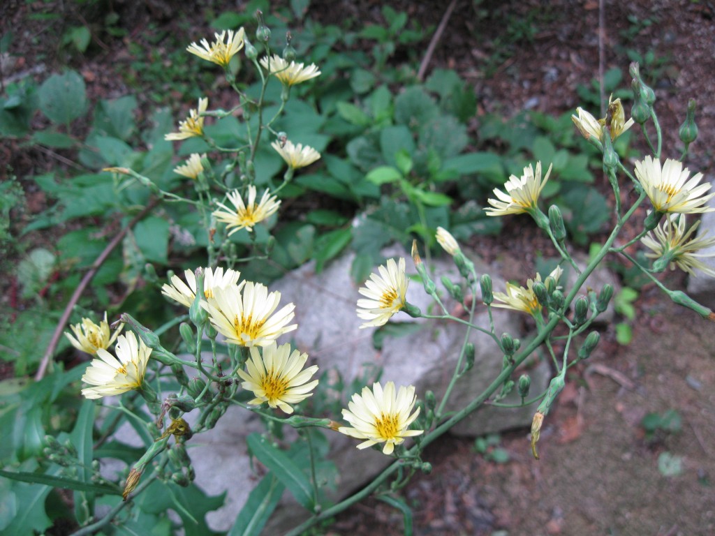 conew_img_5673.jpg