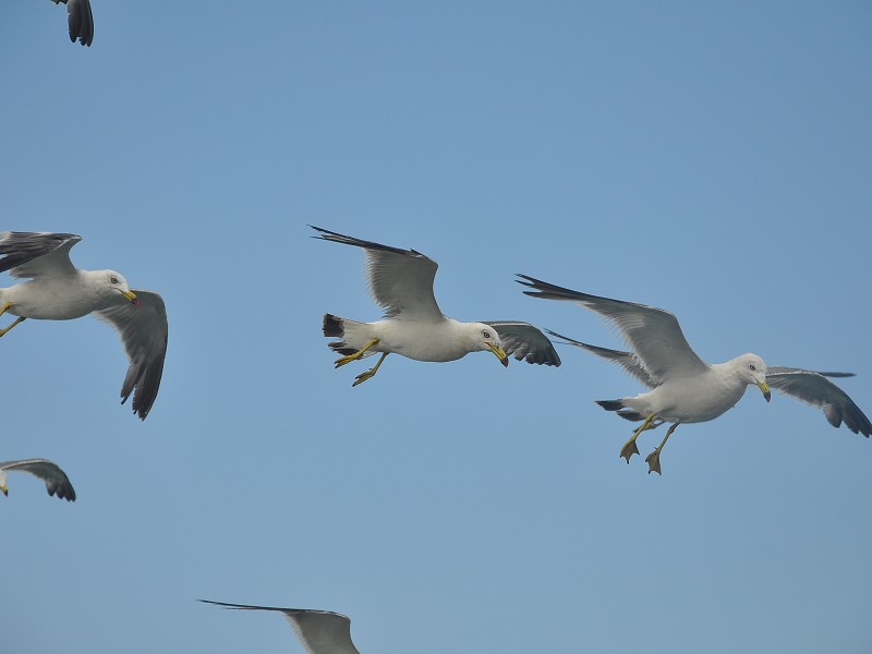 PhotoCap_793.jpg