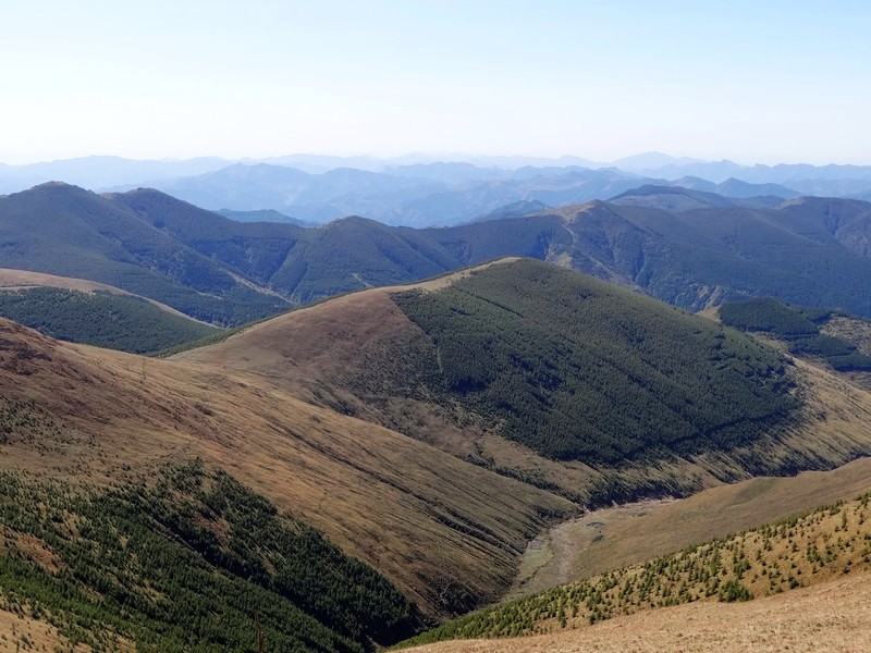 亚高山草甸