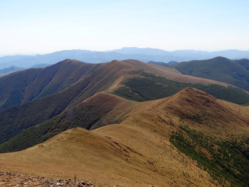 亚高山草甸