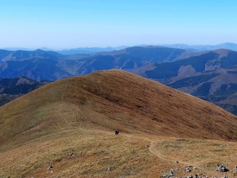 亚高山草甸