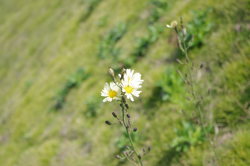 小花.jpg