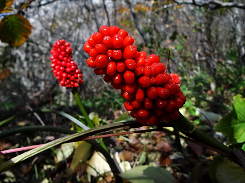 DSC05675.jpg