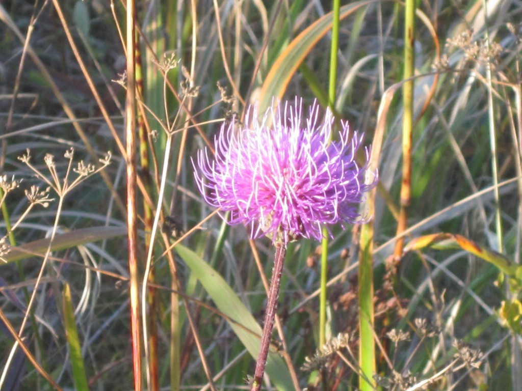 conew_img_3954.jpg
