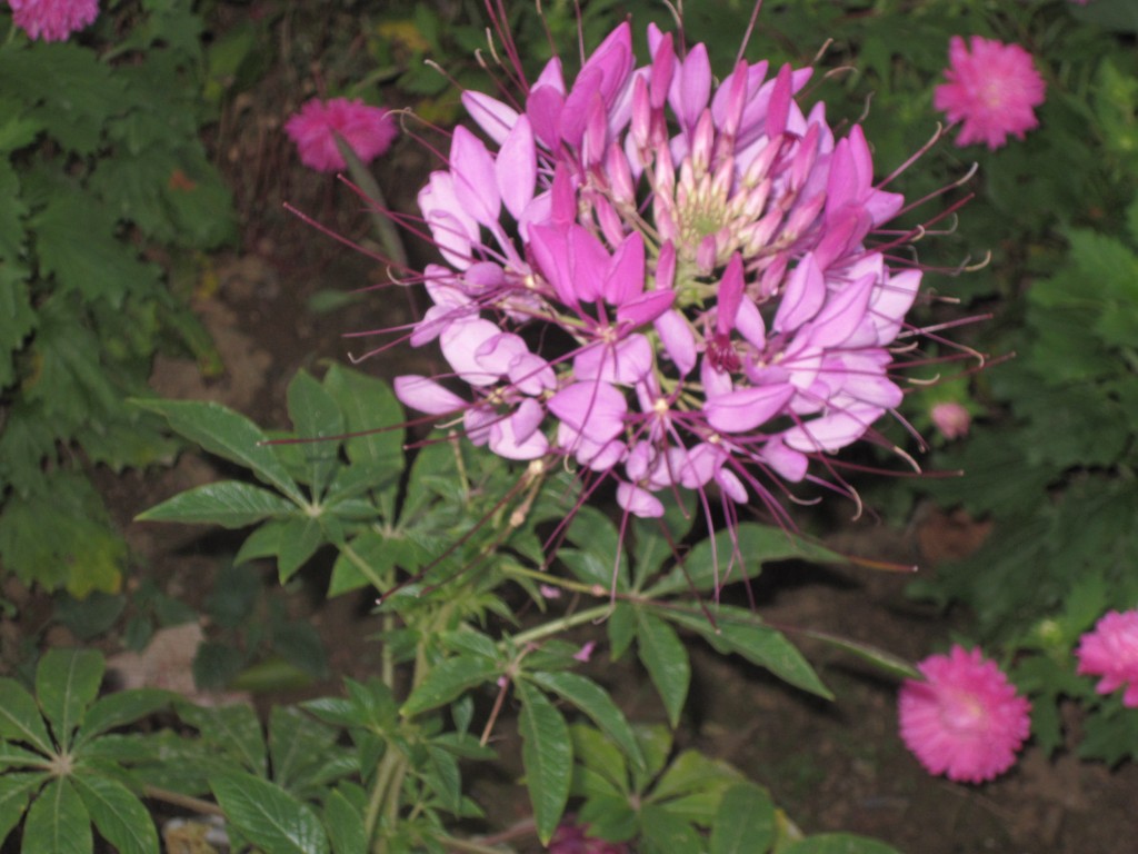 conew_img_3995.jpg
