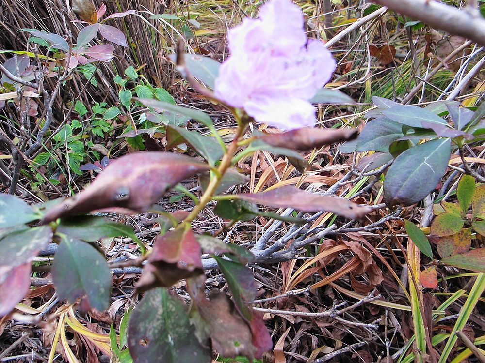 IMG_3469.jpg