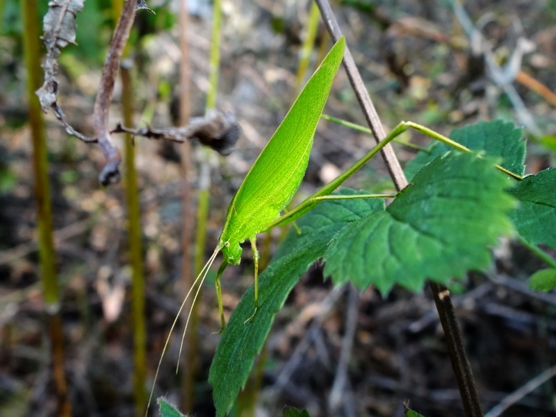 DSC05723.jpg