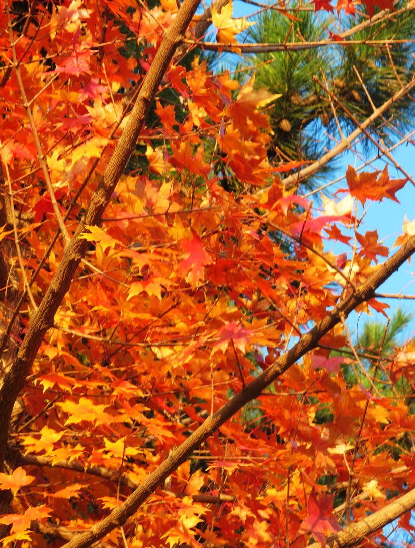 nEO_IMG_2011-11-6徒步大南山 075.jpg