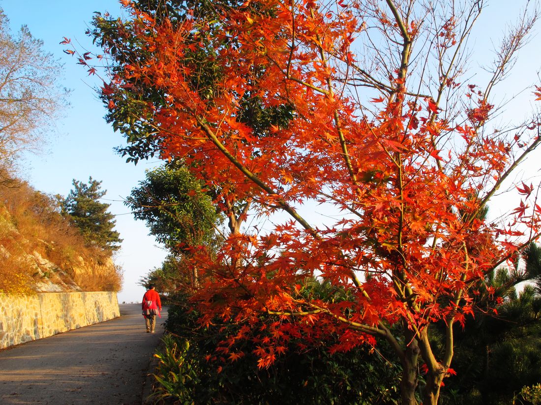 nEO_IMG_2011-11-6徒步大南山 077.jpg