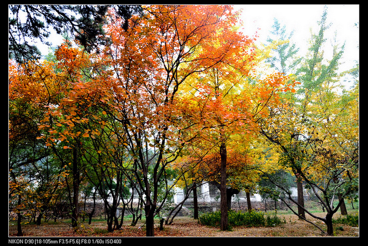 北京剪扣香山照片2011年10月29-30日 324.jpg