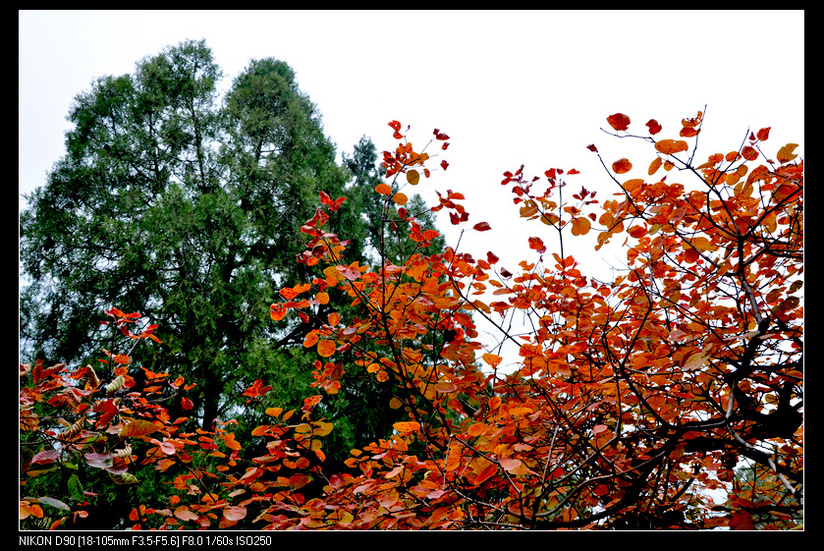 北京剪扣香山照片2011年10月29-30日 505.jpg