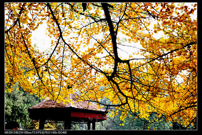 北京剪扣香山照片2011年10月29-30日 590.jpg