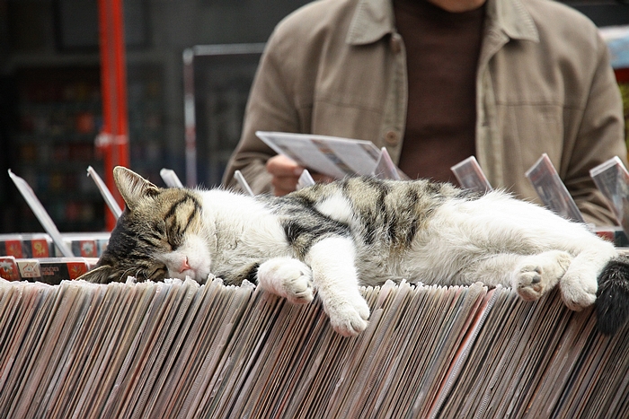 猫咪.jpg