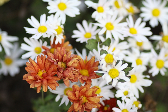 繁花似锦.jpg