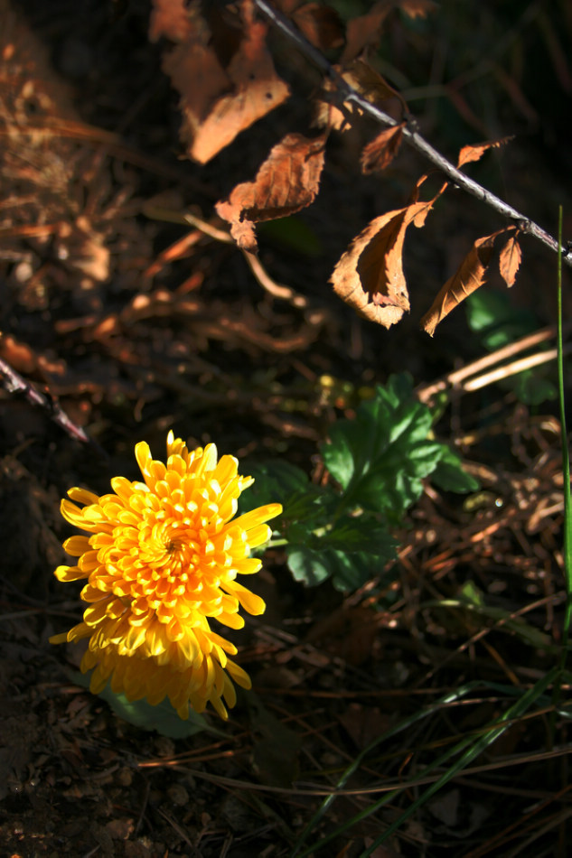 IMG_0107_光影_2.jpg