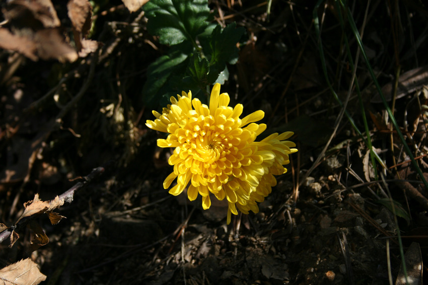 IMG_0105_光影_1.jpg