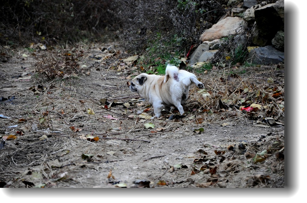 DSC_9532.jpg
