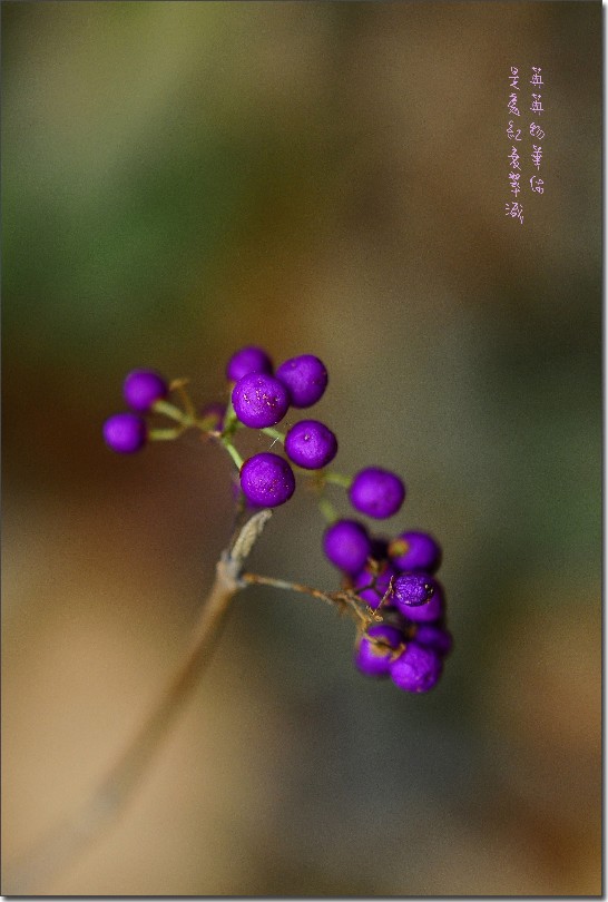 秋日罗山 098_conew1.jpg