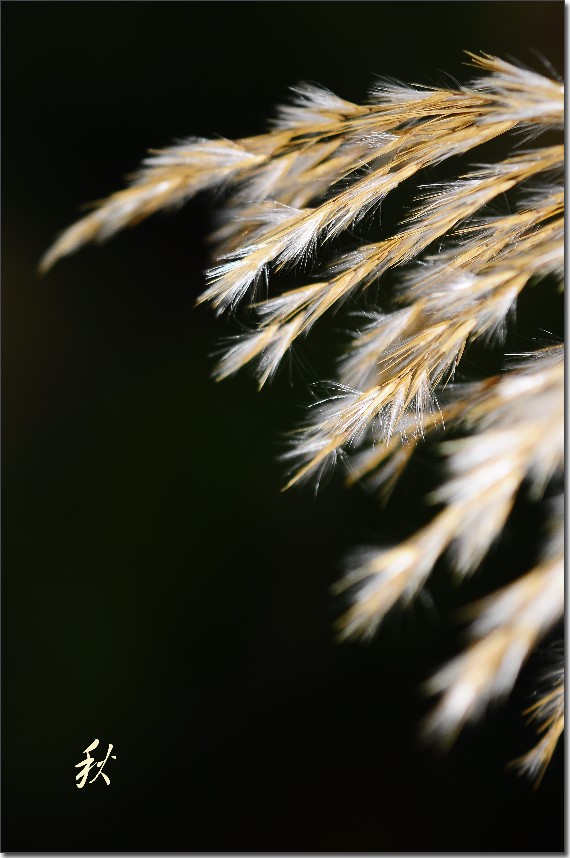 秋日罗山 362_conew1.jpg
