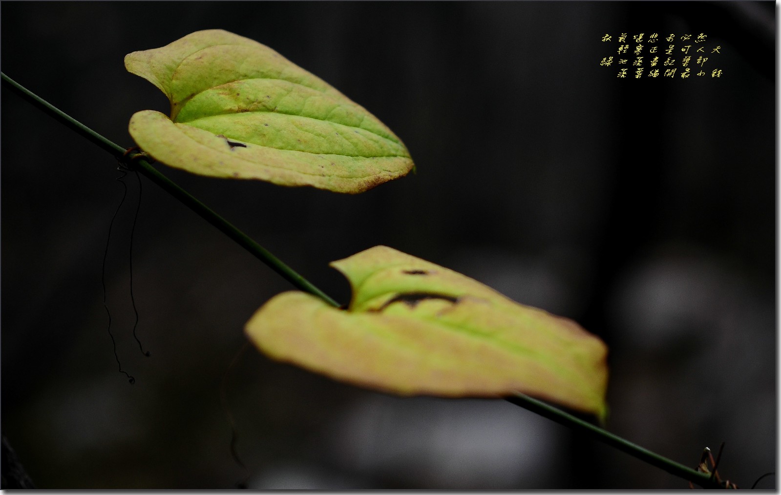 秋日罗山 258_conew2.jpg