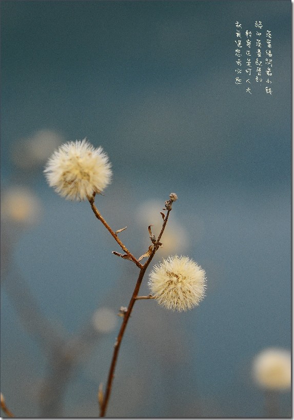 秋日罗山 017_conew1.jpg