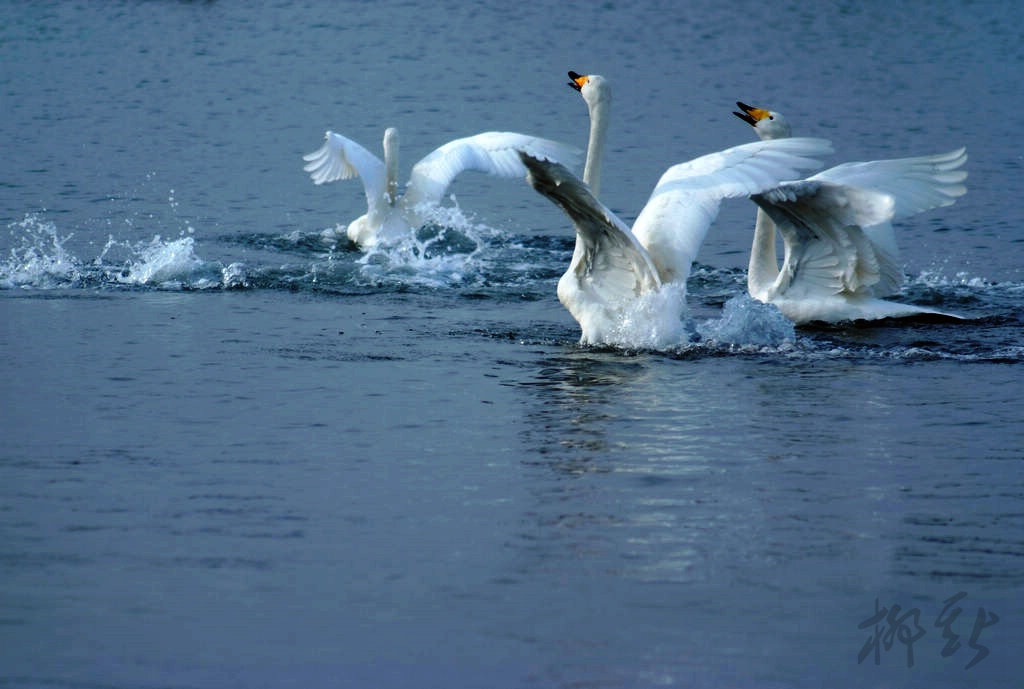 DSCF7949.JPG