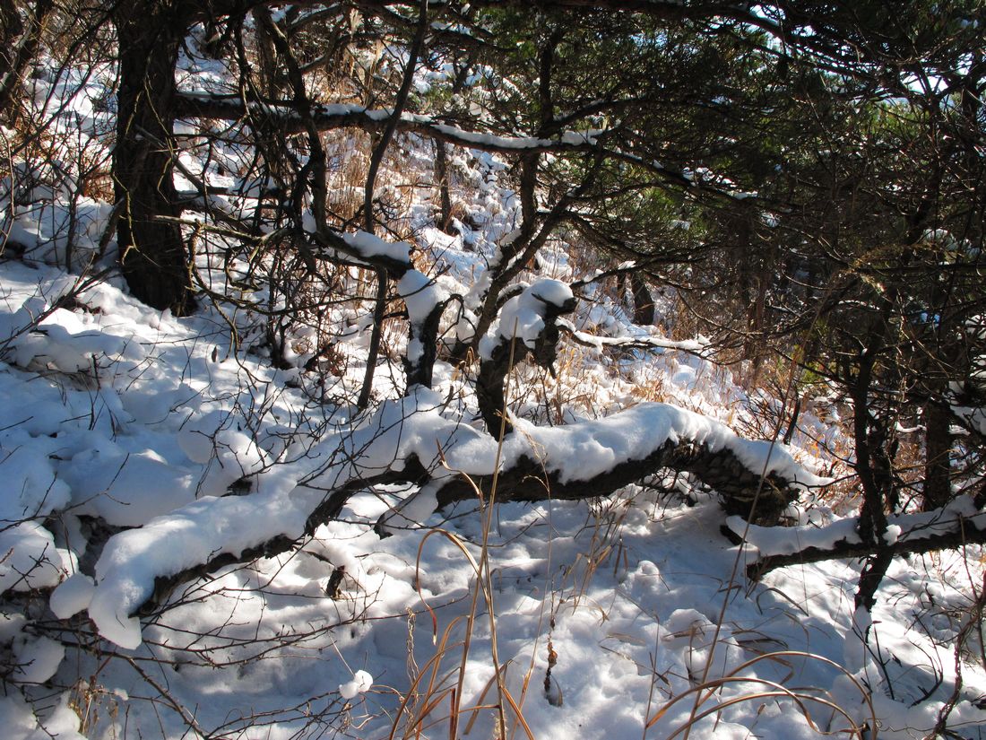 nEO_IMG_2011-12-11踏雪昆嵛山 119.jpg