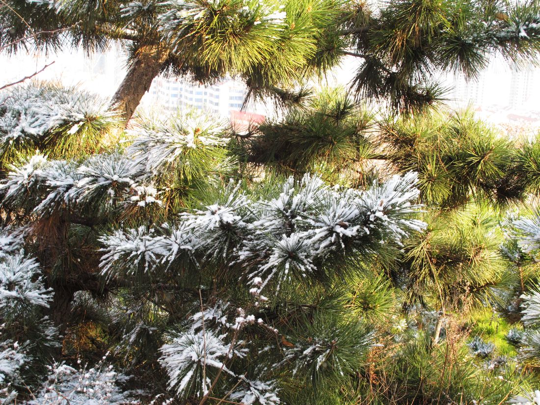 nEO_IMG_2011-12-24徒步大南山 006.jpg