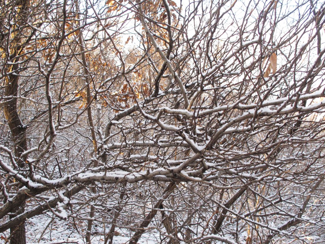 nEO_IMG_2011-12-24徒步大南山 010.jpg