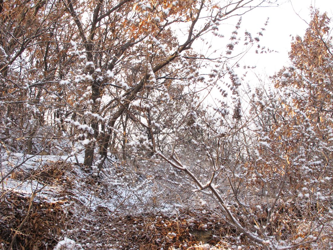 nEO_IMG_2011-12-24徒步大南山 012.jpg