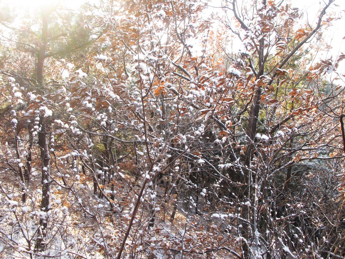 nEO_IMG_2011-12-24徒步大南山 017.jpg